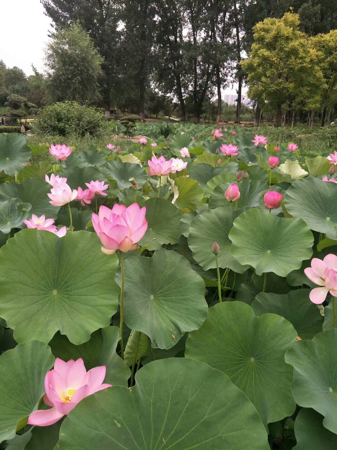 接天莲叶无穷碧,映日荷花别样红