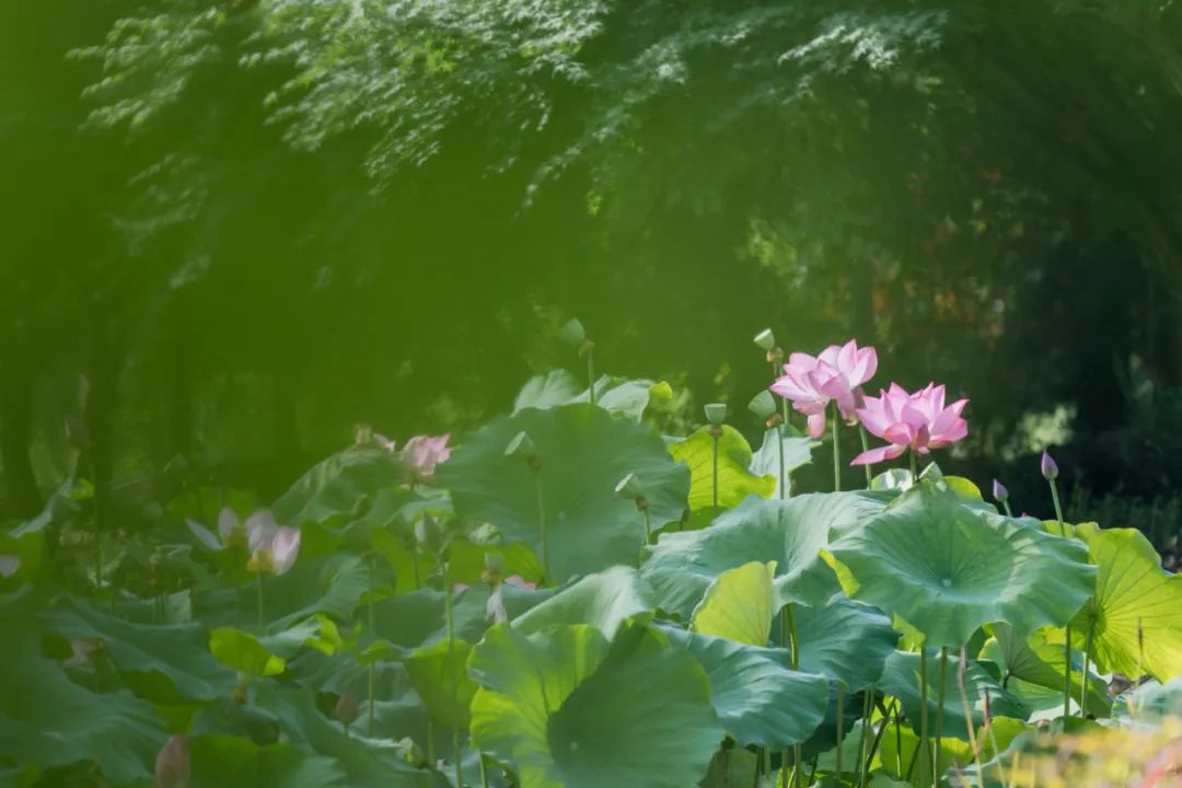 入眼就能看到池塘中一株株荷花竞相绽放,散发出阵阵清香,雨水刚过