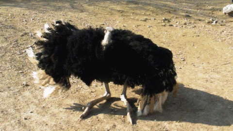 鸵鸟:天生丽质的