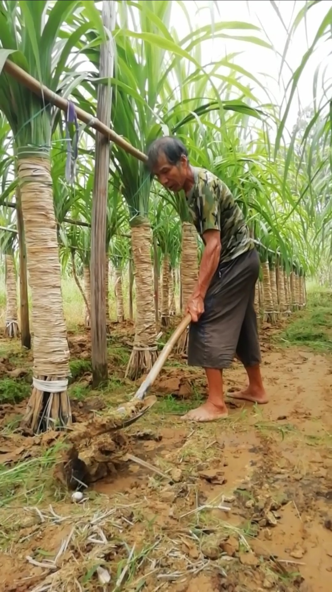 种植甘蔗技术:种甘蔗为什么要培土?有什么好处?科学田间管理