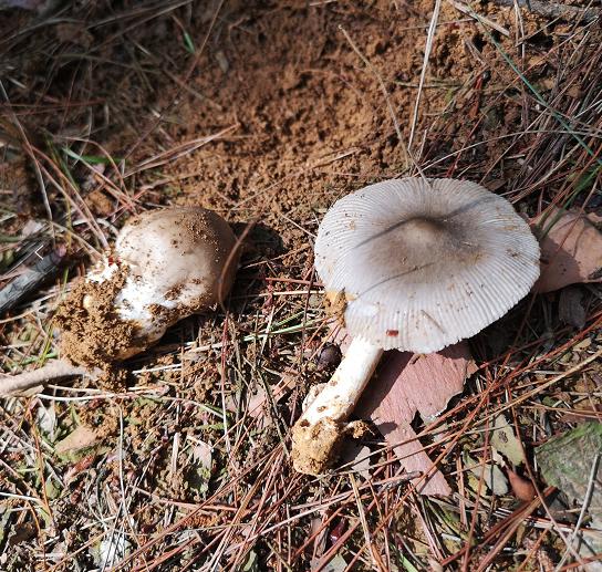 广西今年已有上百人因吃野生蘑菇中毒