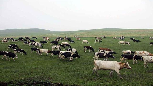 这个省是国内养牛最多的,大约2000万头,草原面积占全国四分之一