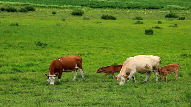 这个省是国内养牛最多的,大约2000万头,草原面积占全国四分之一