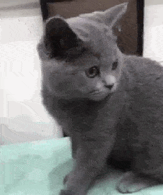 壁纸 动物 猫 猫咪 小猫 桌面 234_280 gif 动态图 动图