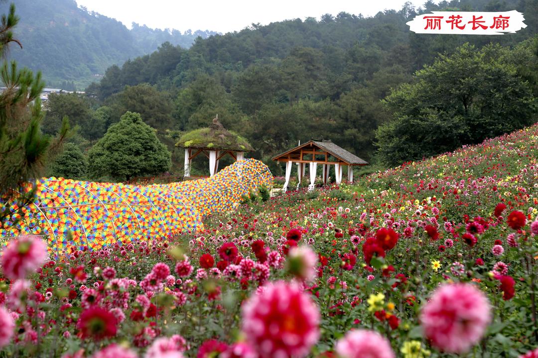 四川邻水县第三届大丽花节开幕