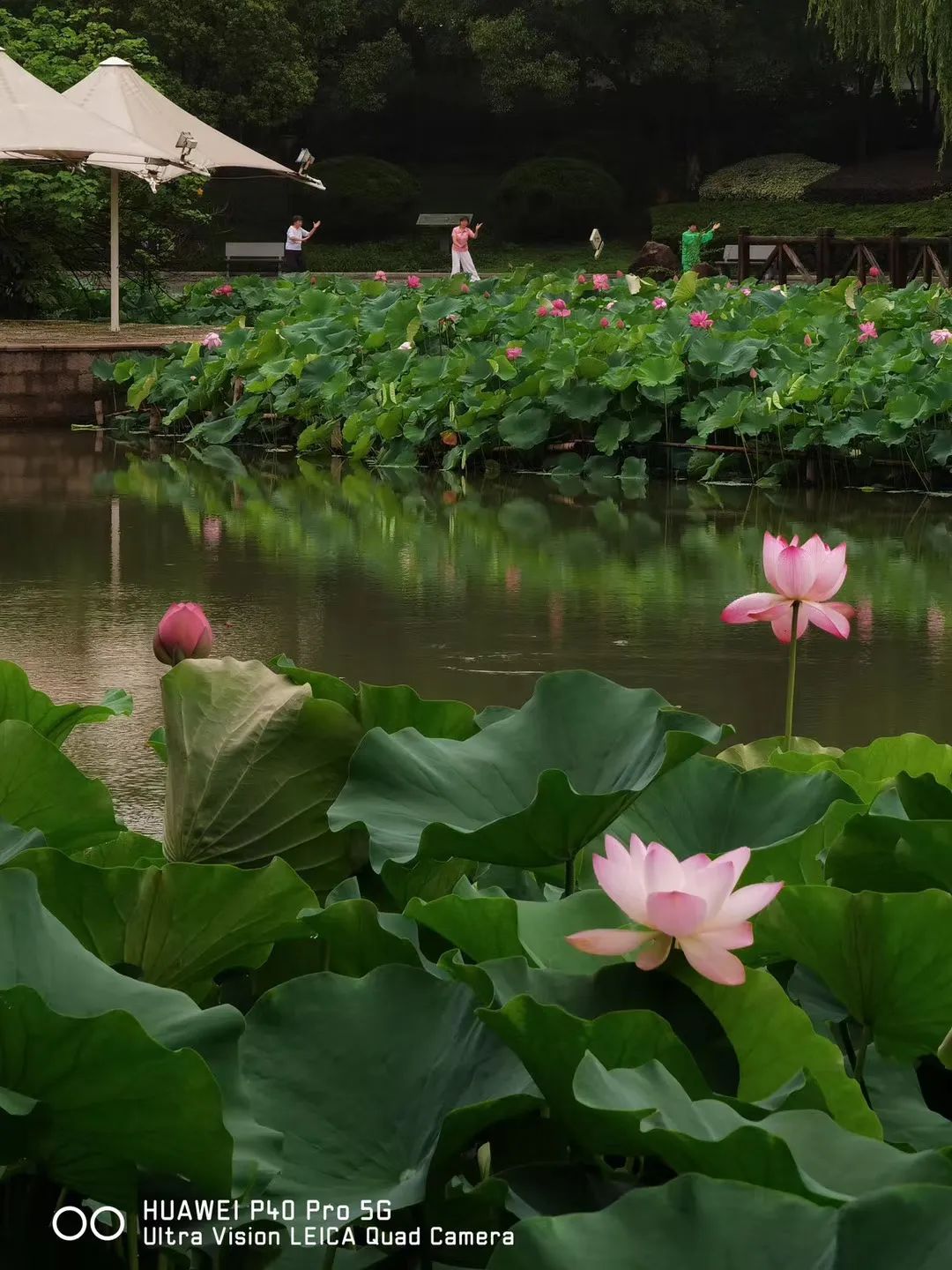 夏至已至,衢州"荷"你有约