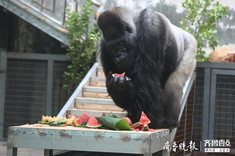 中国动物园现存最年长大猩猩过生日,快来一睹它的生日