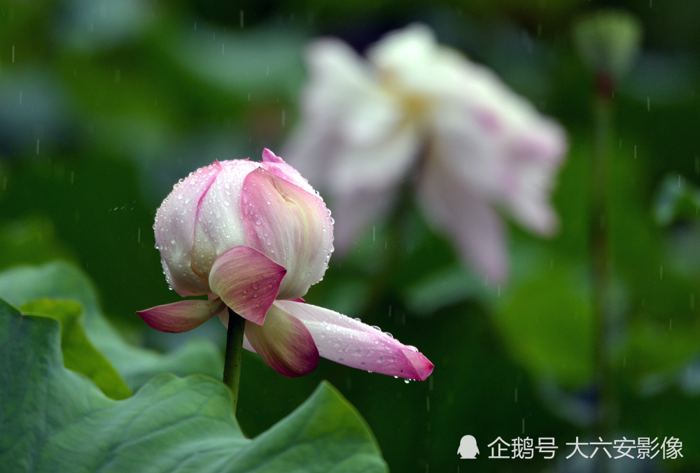 花,灵草,玉芝,水中芙蓉,水宫仙子,君子花,天仙花,红蕖,溪客,碧环鞭蓉