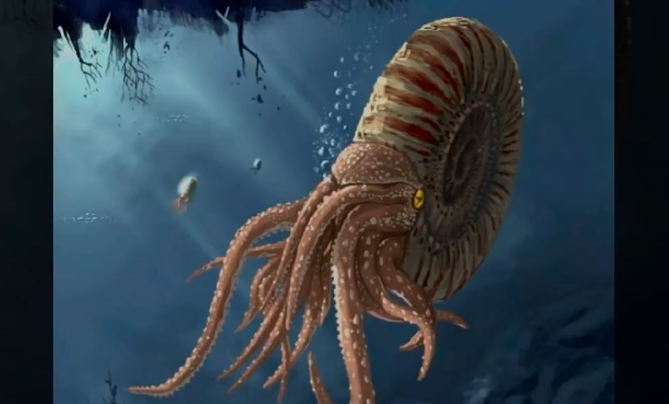 现存海洋的鹦鹉螺,它们的祖先在史前曾称霸海洋?