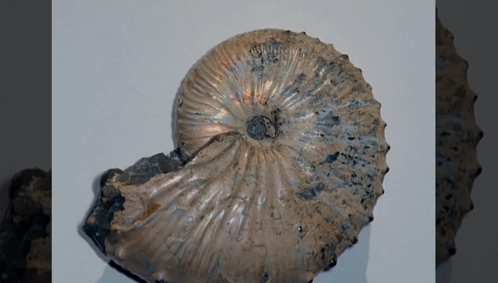 现存海洋的鹦鹉螺,它们的祖先在史前曾称霸海洋?