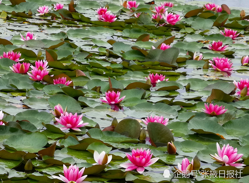 甘肃张掖:莲花朵朵开 湿地美如画