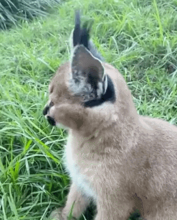 搞笑,萌,萌宠,喵星人