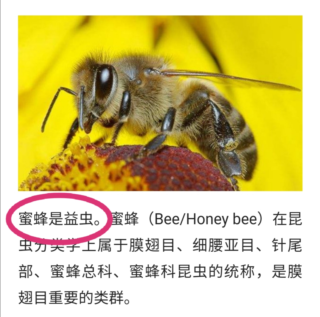 消防员用火烧死一窝蜜蜂,惹网友争议:蜜蜂是益虫,太无