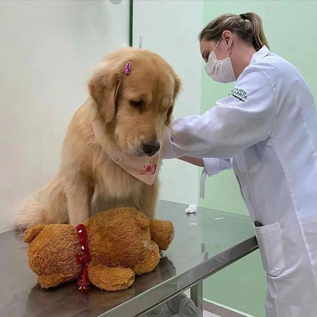 狗狗去医院打针,却发现控制不住自己的腿:莫名熟悉怎么回事?