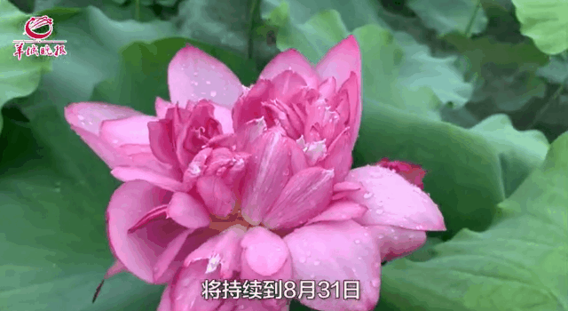 莲花山1200种莲花惊艳盛放!今年全国荷花展更好看更好玩更好吃!