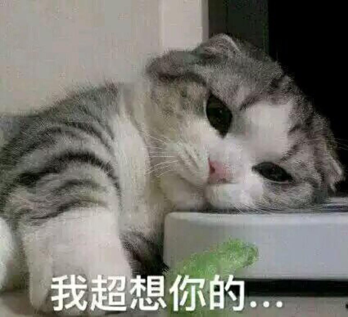 今天依然是任性的小公举～猫咪表情包