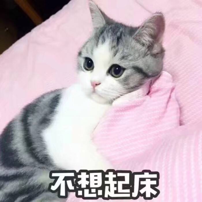 今天依然是任性的小公举～猫咪表情包