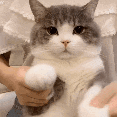 可爱猫咪 搞笑表情包!