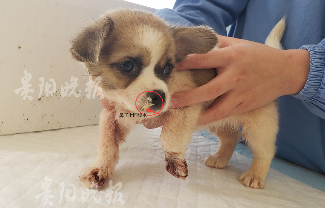 狗狗