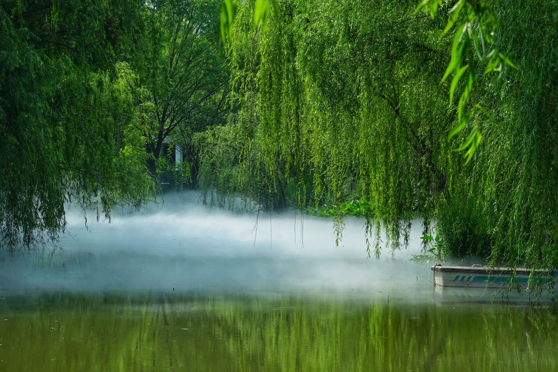 春雨如酒柳如烟 原来柳枝真的可以如烟