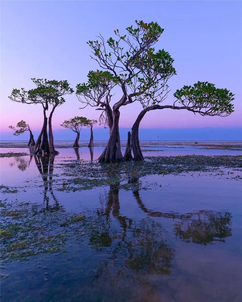 海滩,松巴岛,红树林,瓦拉