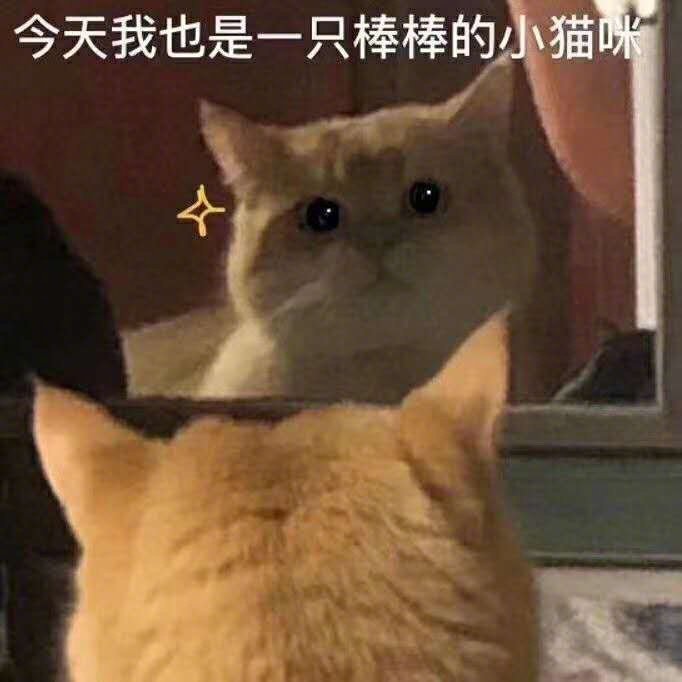 表情包,斗图,猫,可爱,沙雕