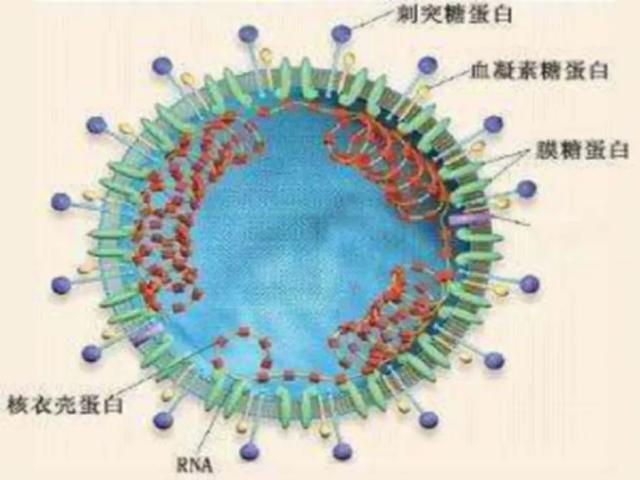 病毒的生命过程