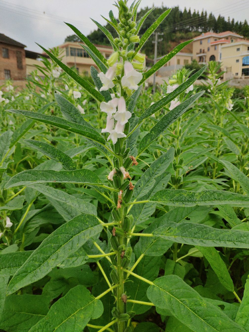 农村美味:芝麻开花节节高