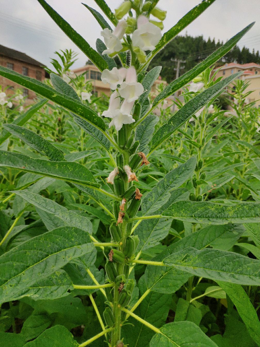 农村美味:芝麻开花节节高