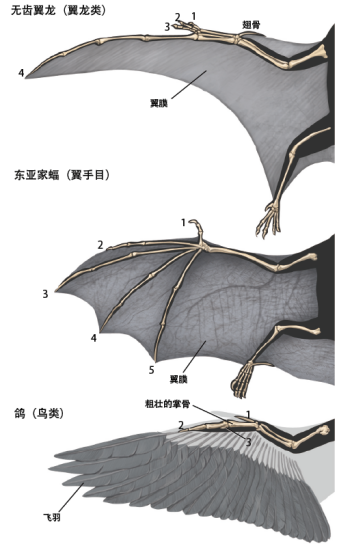 翼龙能带我们学飞行吗?专家说:"可以"!