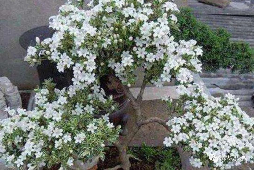 六月雪盆景,花期不开花,做好3点,花开满枝头