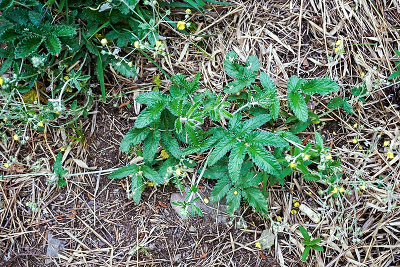 翻白草,野菜,植物,清热解毒