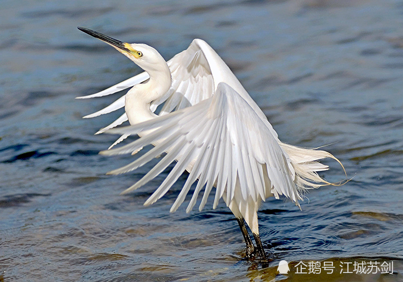 花开红树乱莺啼,草长平湖白鹭飞·白鹭亭亭独立的风姿