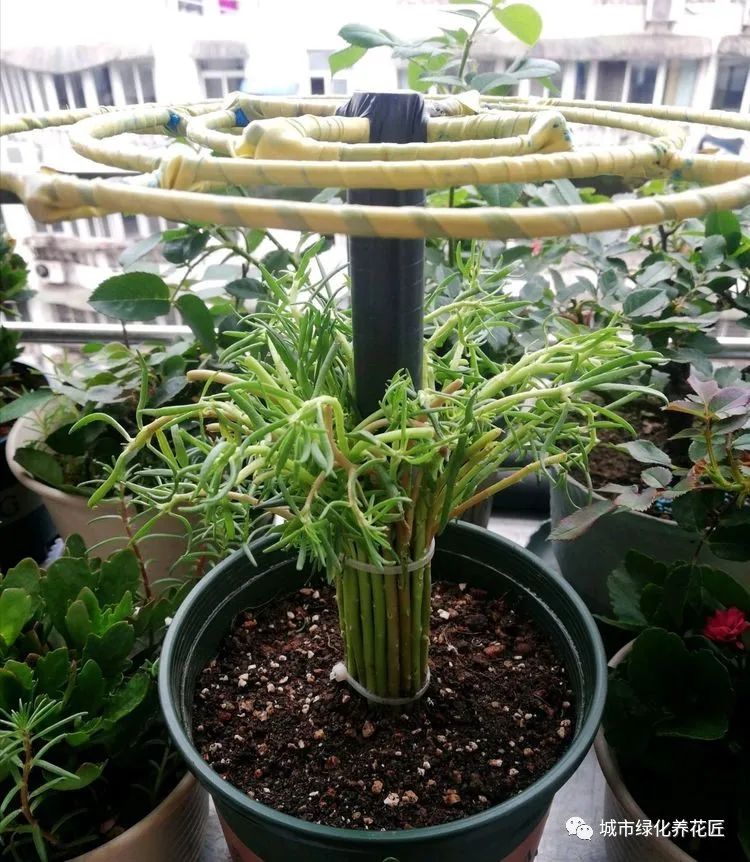 太阳花徒长成藤子了怎么办?盘成棒棒糖,开花爆盆好美丽