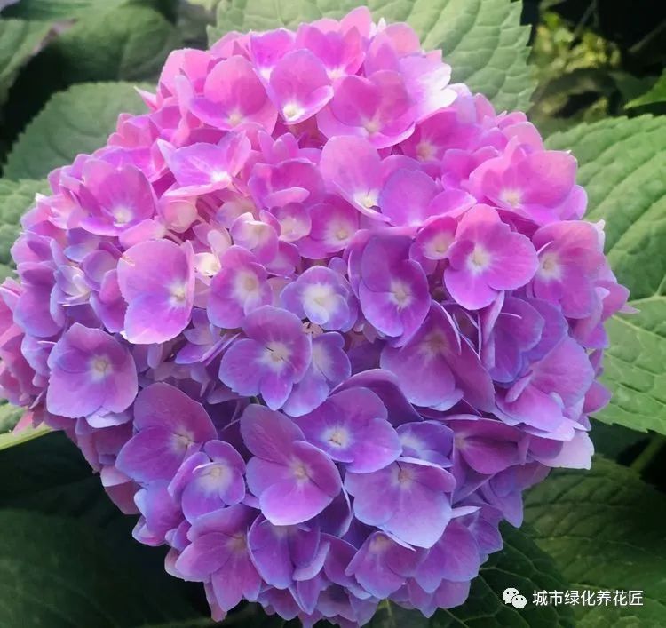 开完花的绣球花在高温夏季怎么修剪?不要撸光叶,出新叶再剪