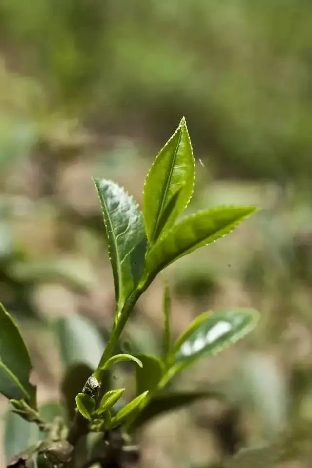 雀舌,武夷岩茶,茶树,茶叶