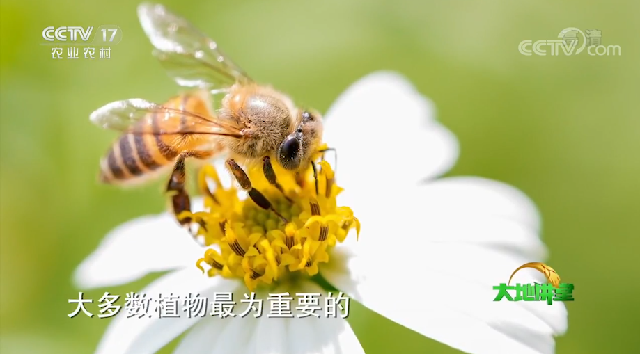 蜜蜂,蜂蜜,中华蜜蜂,中国农业大学,蜂农