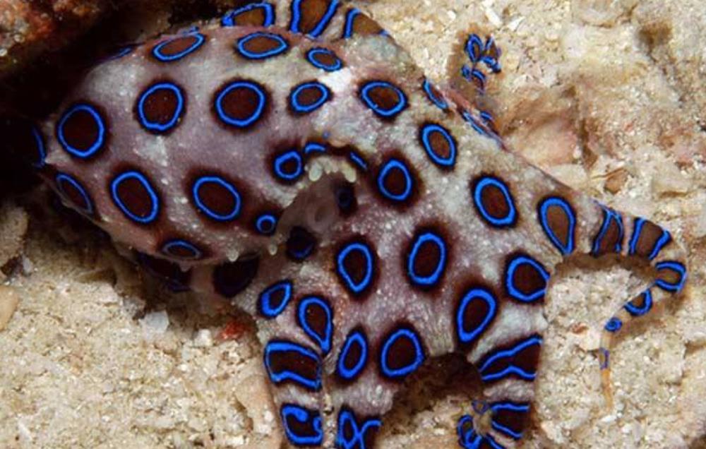 世界最大螃蟹腿长超过4米,还有奇葩造型的蓝环章鱼,你