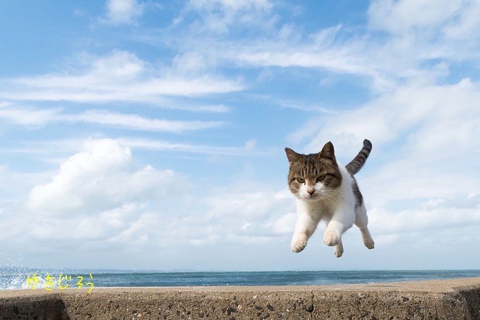 飞起来的小猫咪们!太可爱了!