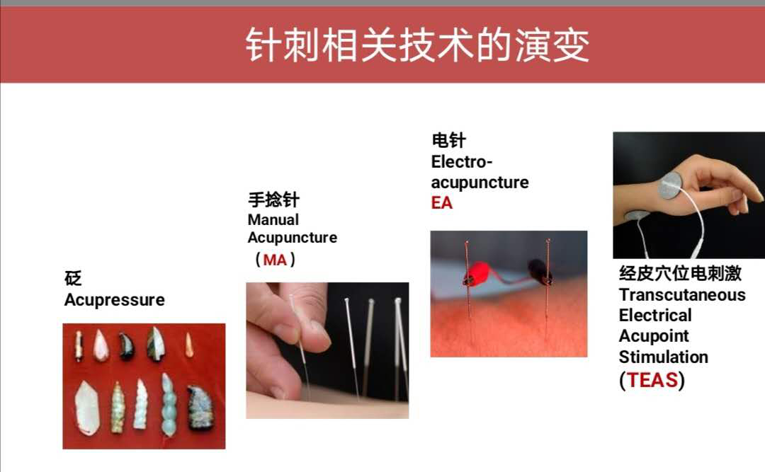 针刺疗法原理研究——加入基础医学,赴一场科研之约