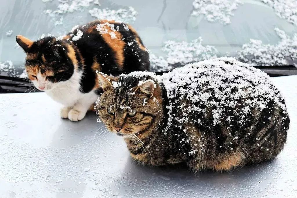 "流浪猫日记,我看完眼泪流下来了!"