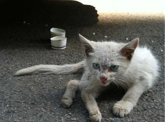 "流浪猫日记,我看完眼泪流下来了!"