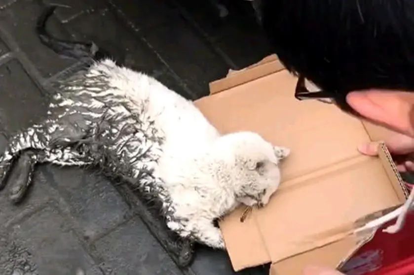 流浪猫,家猫
