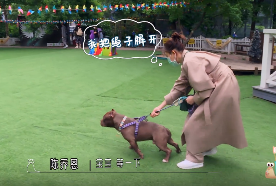 陈乔恩狗狗随地大便,谁注意她怎么处理的?素质不是谁都有!