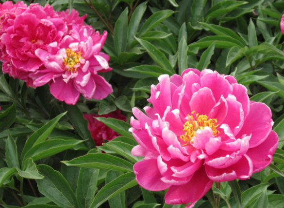 寓意"家庭幸福美满"的"芍药花"你知道多少?
