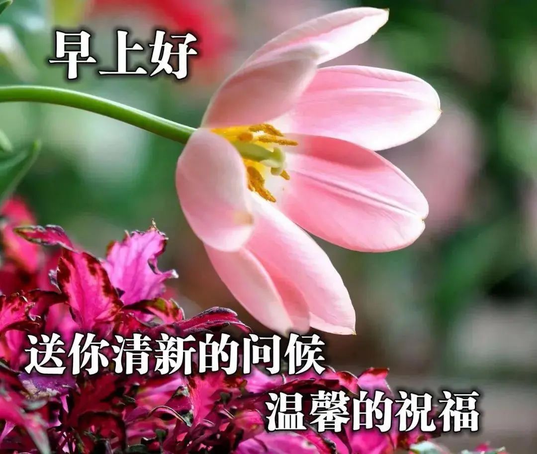 中老年表情包,送你清新的问候,温馨的祝福!