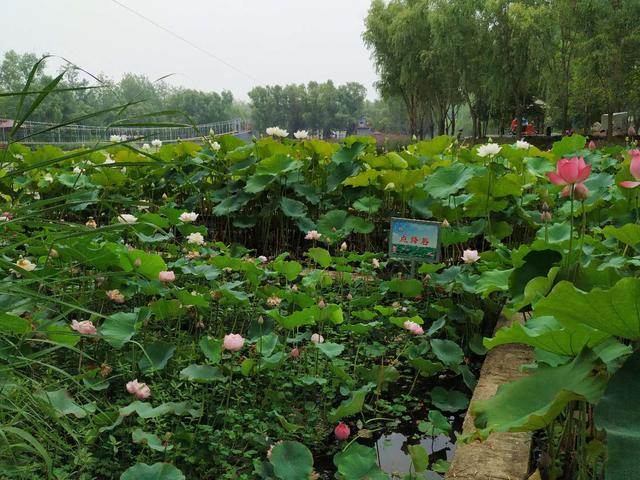 微山湖湿地旅游,沛县千岛湿地,沛县微山湖湿地,徐州千岛湿地,微山湖