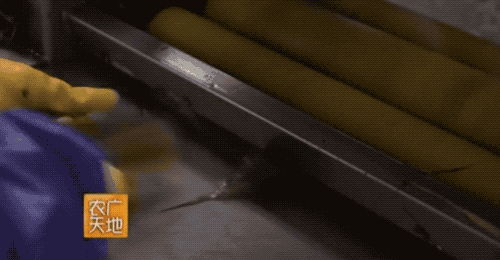 粽子的批量制作流水线,是老奶奶包的快还是机器包的快