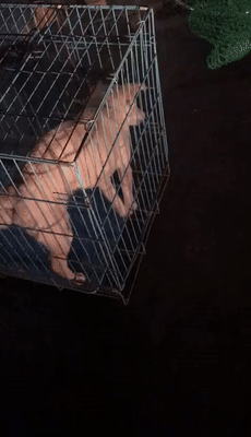 湖南狗发狂连咬3人