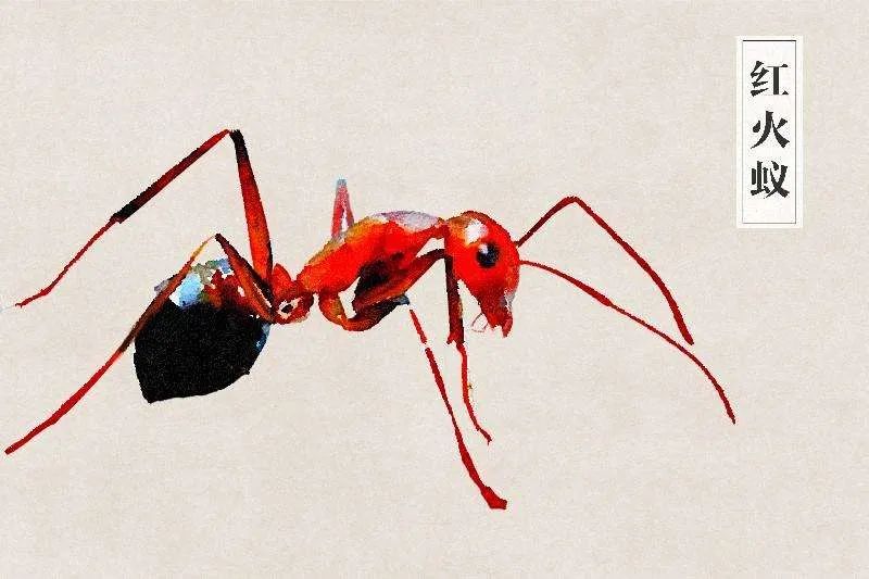 红火蚁,过敏性休克,蚂蚁